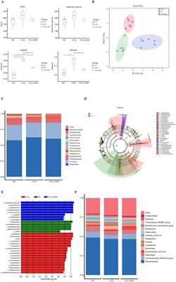 Sini san regulates intestinal flora and short-chain fatty acids to ameliorate hepatocyte apoptosis and relieve CCl4-induced liver fibrosis in mice